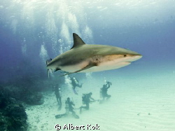 carribean reef shark with divers below by Albert Kok 